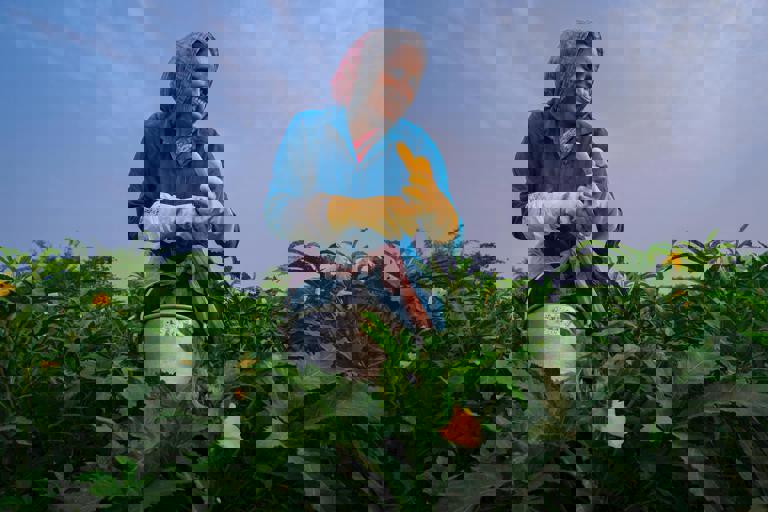 Farmers Warn of Record Vegetable Shortages Due to Unseasonal Frost